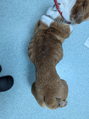 The RSPCA is appealing for information after an abandoned bulldog was brought to a Dudley veterinary practice by a member of the public