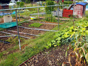 Supporting image for story: Letter - Council has got it wrong on Wem allotments ban