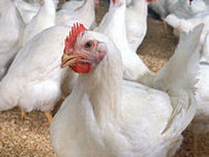 Supporting image for story: Broiler chicken farm could be doubled in size under plans