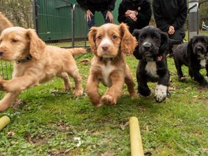 Supporting image for story: West Midlands Police dogs named after sporting stars