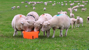 Sheep farmers should take care to ensure ewes maintain body condition score throughout pregnancy