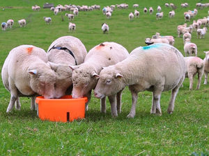 Supporting image for story: Avoiding mid-pregnancy weight loss boosts lambing outcomes