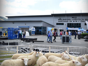 Supporting image for story: Sheep and Beef Event moves to Hereford