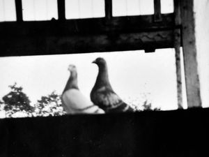 Supporting image for story: Peter Rhodes on bird wars, deadly batteries and a long wait for a rabbit