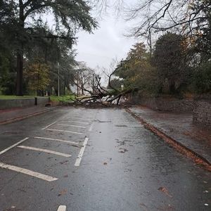 The fallen tree in Stream Road, Kingswinford