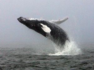 Supporting image for story: ‘Cultural revolution’ sees humpback whale song change every few years