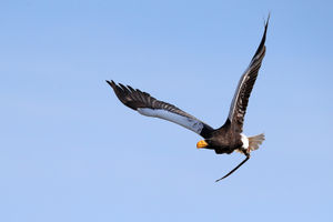 The sea eagle was one of the larger, more impressive birds