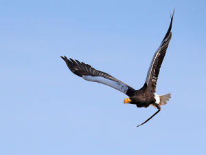 Supporting image for story: Peter Rhodes on deadly eagles, armed police – and the end of warfare as we know it?