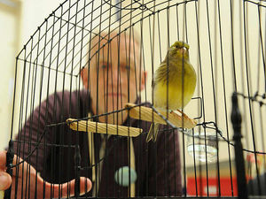 Supporting image for story: All of a twitter at Shropshire caged birds show