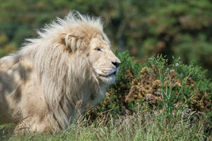 Rolo the white lion