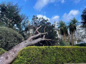 A tree that had fallen into a garden