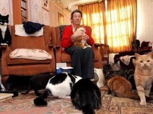 Supporting image for story: Wednesfield widow must rehome 13 cats or face £20,000 fine