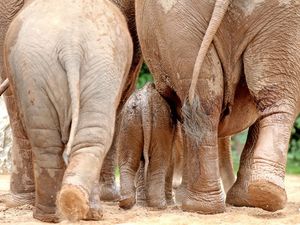 Supporting image for story: Apparently, mammals take around 12 seconds to poo
