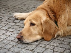 Supporting image for story: Wolverhampton animal rescue centre hits back at people who lie to them about their pets