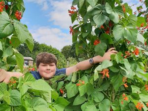 Supporting image for story: Shropshire teenager Olly giving allotment produce to the needy during coronavirus crisis