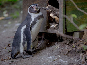 Supporting image for story: Free entry to Dudley Zoo for mums this Mother's Day