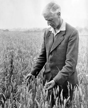 Sam inspects the chemical-free crop.