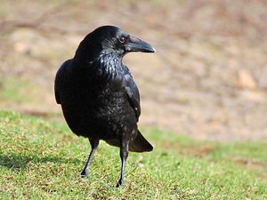 Supporting image for story: 'Shoo before you shoot' idea makes me wince