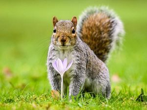 Supporting image for story: Paw preference makes squirrels ‘less efficient at learning new tasks’