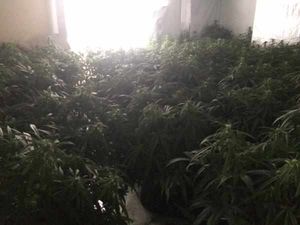 The plants were seized from three houses in Halesowen, picture: @CDTWMP