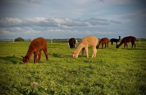 Alpacas are among the animals available to view at the farm