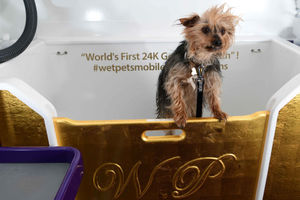 Spartacus the Yorkie helping to showcase the worlds first ever 24k gold bath at the Birmingham National Exhibition Centre (NEC) during the Crufts Dog Show