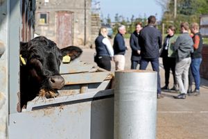 MPs gather on farm for the NFU and ABP visit