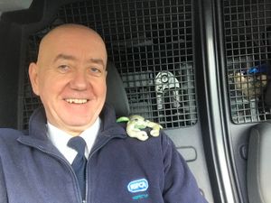 Supporting image for story: Salamander in RSPCA rescue... is a toy