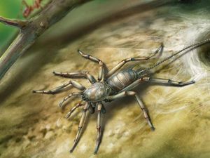 Supporting image for story: Don’t freak out, but scientists have discovered an ancient spider with a tail like a scorpion