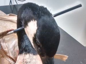Supporting image for story: Goose shot in head with crossbow bolt in Smethwick