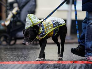 Supporting image for story: Storm Bram will lead to strong winds and heavy rain, forecasters warn