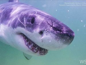 Supporting image for story: Great white shark sightings on the rise along US Atlantic coast