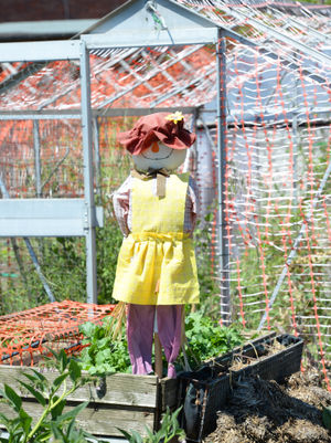 Leegomery Allotments, Telford, has been busy during lockdown