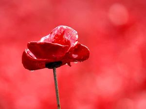 Supporting image for story: POLL: Is it disrespectful to not wear a poppy for Remembrance Day?