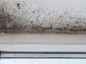 Supporting image for story: County firm's report shows damp-afflicted tenants turn to social media rather than landlords for help