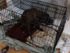 Supporting image for story: Dogs rescued by council had been locked in small 'filthy' crates and had no access to food or water