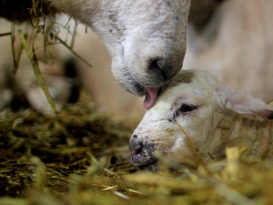 Supporting image for story: Tenant farmers fear agriculture changes