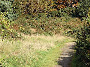 Supporting image for story: Plant disease plagues Cannock Chase