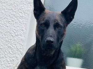 Supporting image for story: One in custody with help from police dog Vixen after 'lengthy' pursuit of suspected stolen vehicle
