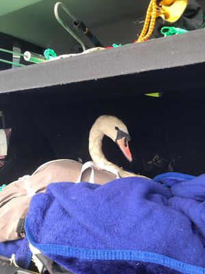 The swan recovering afterwards