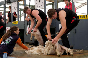 Competitors in the sheep shearing intermediate semi-finals at Kington Show included Tom Evans from Llandrindod Wells and Sion Pearson of Machynlleth. Image by Andy Compton