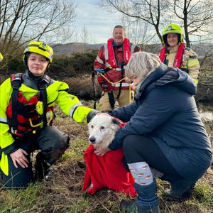 Collie Lizzie was rescued by firefighters.