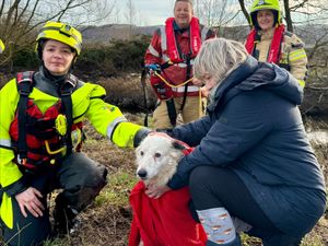 Supporting image for story: Dog stuck after falling from riverbank rescued by firefighters near Newtown