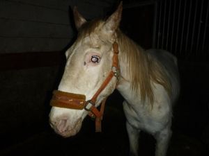 Supporting image for story: Four banned from keeping animals for life after horses found in 'woeful' neglect