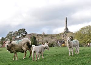 Curious sheep in Lilleshall