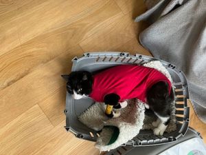 Ronnie the cat from Liverpool who was found screaming in pain after being shot five times with an air gun in June. Pic: RSPCA