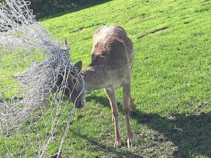 Supporting image for story: Deer rescued from netting by RSPCA near Telford