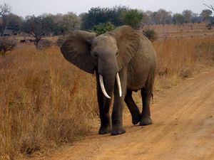 Supporting image for story: Killer ‘zombie gene’ protects elephants from cancer