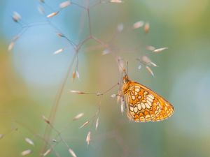 Supporting image for story: Butterflies in long term decline across England and UK, official figures show