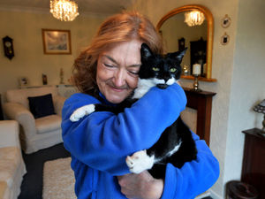 Supporting image for story: What it's like to be cat fosterer: I love cats, it’s a purr-fect role